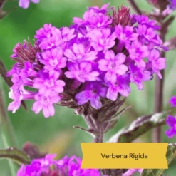 Top Tall Perennials | Plants For Height And Structure 15 Top Tall Perennials | Plants For Height And Structure -PlantHaven Store 10 1d634c01 3471 4932 823e f7753098c26b