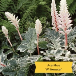 Best Ground Cover Plants | A Carpet Of Flowers -PlantHaven Store 10 837755c8 afe5 4c31 bbd4 99fa79b99573