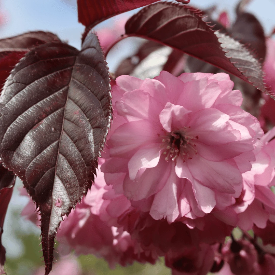 Purple Leaf Cherry Blossom Tree | Prunus Serrulata 'Royal Burgundy' 2 Purple Leaf Cherry Blossom Tree | Prunus Serrulata 'Royal Burgundy' - Image 2