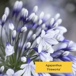 Best Tall Flowers | Perennials For Colour And Height 21 Best Tall Flowers | Perennials For Colour And Height -PlantHaven Store 10 c48fa3ae 628f 42ad b6d6 8e20d5d5b03b