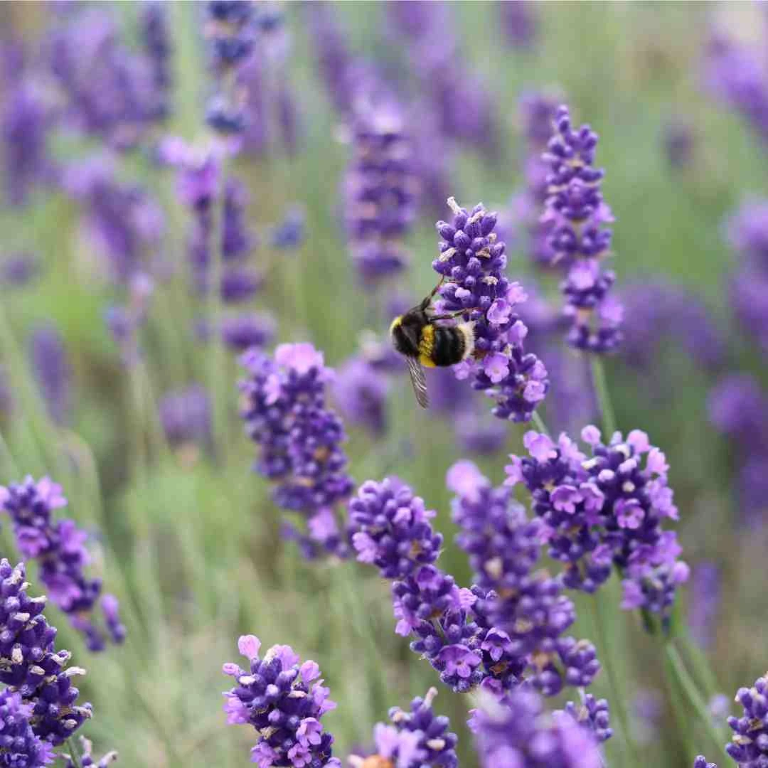 English Lavender | Lavandula Angustifolia 1 English Lavender | Lavandula Angustifolia