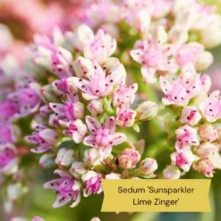 Best Ground Cover Plants | A Carpet Of Flowers -PlantHaven Store 11 9c709cd7 e431 4793 a85a 286244c8f554