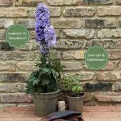 Delphinium 'Highlander Crystal Delight' 5 Delphinium 'Highlander Crystal Delight' -PlantHaven Store 11 ff96fded 2387 4880 aa1f c63498a5480b