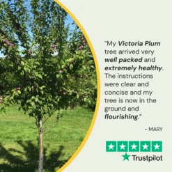 Victoria Plum Tree 11 Victoria Plum Tree -PlantHaven Store 150Artboard1