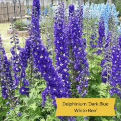 Top Tall Perennials | Plants For Height And Structure 16 Top Tall Perennials | Plants For Height And Structure -PlantHaven Store 1 1f2c63ee 664d 43ad b58a 412f92c2ecda