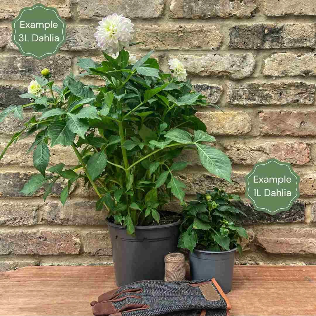 Dahlia Lady Darlene 2 Dahlia Lady Darlene - Image 2