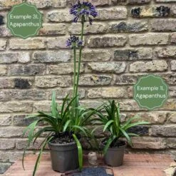 Agapanthus 'Poppin Purple' | 7.5L 6 Agapanthus 'Poppin Purple' | 7.5L -PlantHaven Store 2 1896bc26 d861 4684 b95c 99f0e119dfee