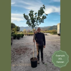 Japanese Cherry Blossom Tree | Prunus Serrulata 'Kanzan' 18 Japanese Cherry Blossom Tree | Prunus Serrulata 'Kanzan' -PlantHaven Store 2 1 6b1fb918 9b42 4305 a998 86778440f682