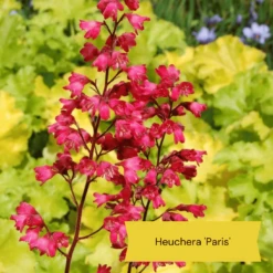 The All Year Round Heuchera Collection 9 The All Year Round Heuchera Collection -PlantHaven Store 2 35e1f3f5 8e78 4848 8b7b a64f7ec9aadb