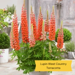 West Country Lupin Collection -PlantHaven Store 2 c7459a82 e545 4484 b041 2d58fa4b796f