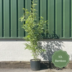Golden Bamboo | Phyllostachys Aurea 11 Golden Bamboo | Phyllostachys Aurea -PlantHaven Store 2 cf11bea7 0a01 4dd8 ae94 056ed0089f64