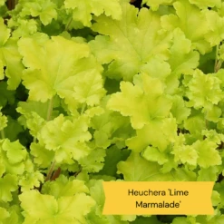 Sensory Garden Plants | Tactile, Bright & Fragrant 10 Sensory Garden Plants | Tactile, Bright & Fragrant -PlantHaven Store 2 e0bca582 5e28 4af5 9778 57cb26999684