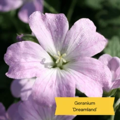 Best Ground Cover Plants | A Carpet Of Flowers -PlantHaven Store 3 10def73d 87a7 4423 aad3 fdf5c33f6c0a