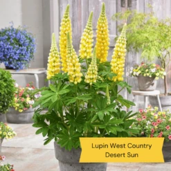 West Country Lupin Collection -PlantHaven Store 3 675d837e 4347 43a5 a55b ce6815a336aa