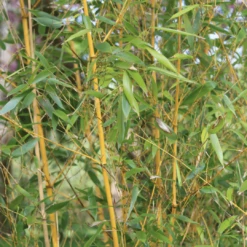 Golden Bamboo | Phyllostachys Aurea 9 Golden Bamboo | Phyllostachys Aurea -PlantHaven Store 3 84d98edd dc4d 45d0 8aab e2ff1368fc70
