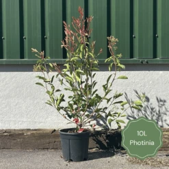 Photinia 'Red Robin' 14 Photinia 'Red Robin' -PlantHaven Store 3 b7201c58 b4ae 4adc b36d 73d905e78876
