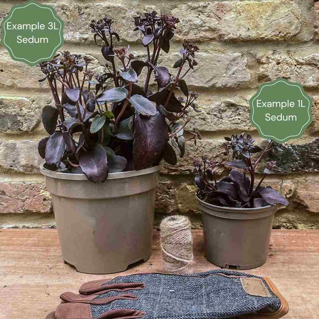 Sedum 'Chocolate Cherry' 2 Sedum 'Chocolate Cherry' - Image 2