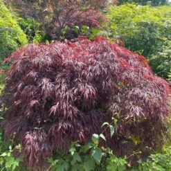 Red Weeping Japanese Maple Tree | Acer Palmatum 'Garnet' 5 Red Weeping Japanese Maple Tree | Acer Palmatum 'Garnet' -PlantHaven Store 40