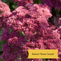 Sensory Garden Plants | Tactile, Bright & Fragrant 12 Sensory Garden Plants | Tactile, Bright & Fragrant -PlantHaven Store 4 1842bcc6 2f64 4592 8dc3 7ec0c70f8cea