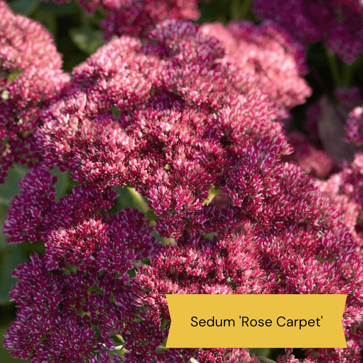 Sensory Garden Plants | Tactile, Bright & Fragrant 5 Sensory Garden Plants | Tactile, Bright & Fragrant - Image 5
