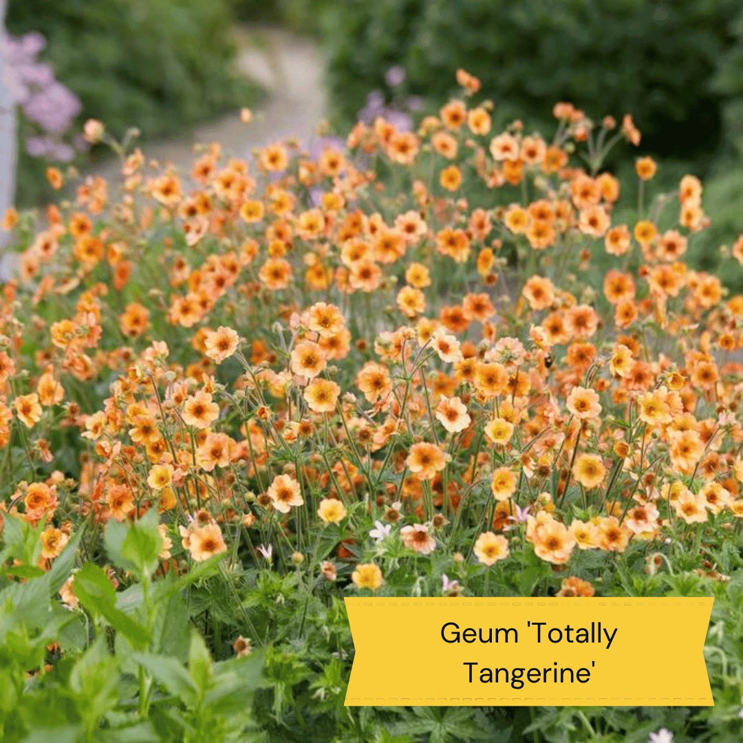 Geums Are Forever Collection 5 Geums Are Forever Collection - Image 5