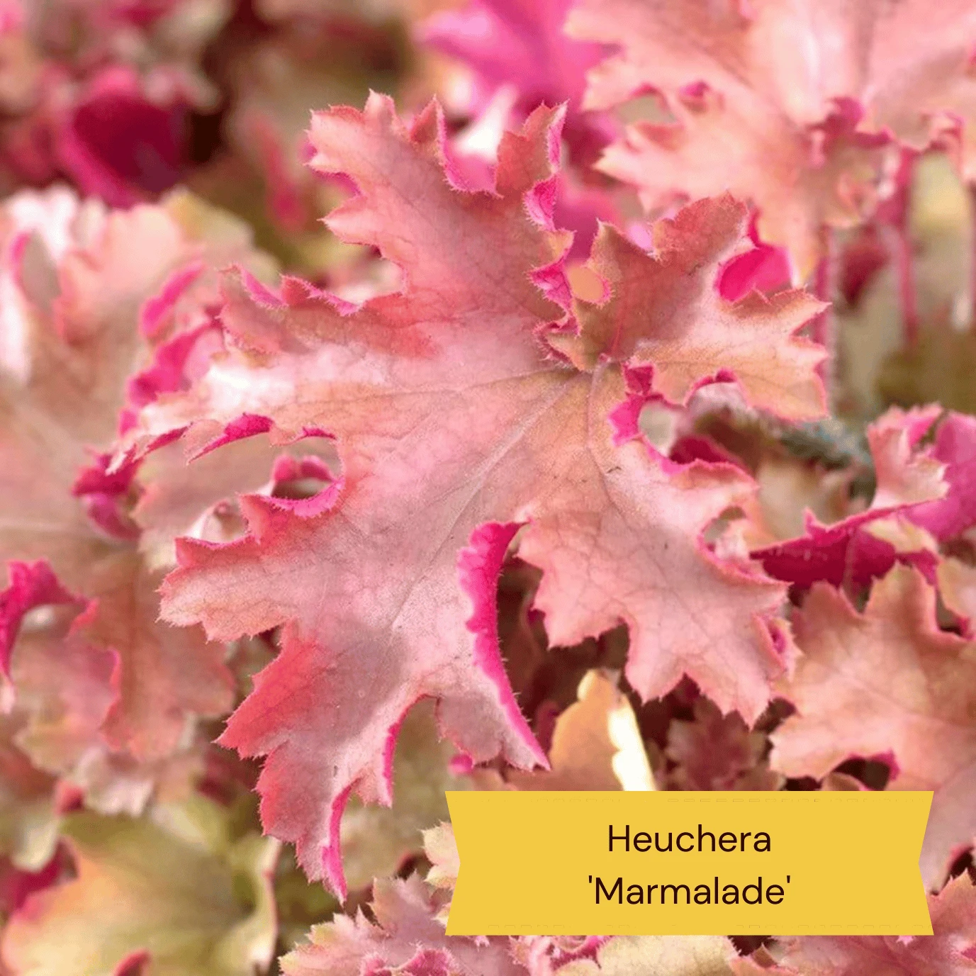 The All Year Round Heuchera Collection 5 The All Year Round Heuchera Collection - Image 5