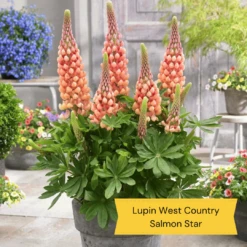 West Country Lupin Collection -PlantHaven Store 4 cda8f4cd ed82 45a5 8fce 044d9f10f429