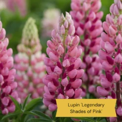 Top Tall Perennials | Plants For Height And Structure 19 Top Tall Perennials | Plants For Height And Structure -PlantHaven Store 4 ce6d9434 cc3c 4557 b729 602a123e514f