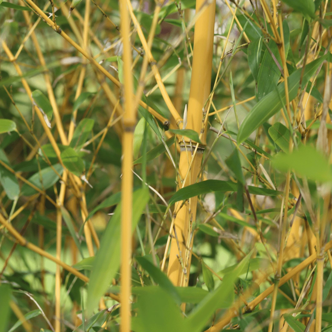 Golden Bamboo | Phyllostachys Aurea 3 Golden Bamboo | Phyllostachys Aurea - Image 3
