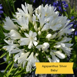 Top Tall Perennials | Plants For Height And Structure 20 Top Tall Perennials | Plants For Height And Structure -PlantHaven Store 5 485e8806 0f1c 43a6 ba75 0fe8eeab04b9