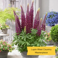 West Country Lupin Collection -PlantHaven Store 5 ff6c93ca 5af3 47c2 acc4 7336daa3b7fb