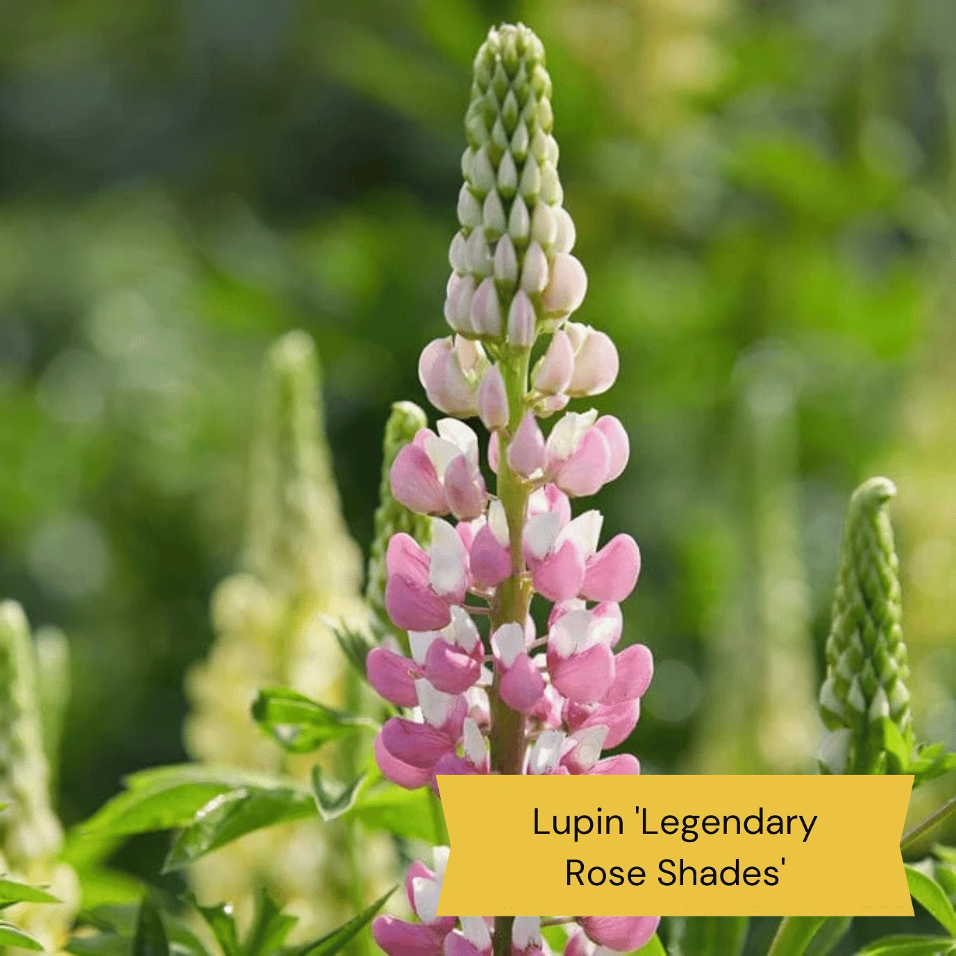 Top Tall Perennials | Plants For Height And Structure 2 Top Tall Perennials | Plants For Height And Structure - Image 2