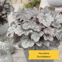 Sensory Garden Plants | Tactile, Bright & Fragrant 15 Sensory Garden Plants | Tactile, Bright & Fragrant -PlantHaven Store 7 d6d1355e cf44 4cfe bb13 5bebb82b44bc