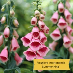 Best Tall Flowers | Perennials For Colour And Height 19 Best Tall Flowers | Perennials For Colour And Height -PlantHaven Store 8 15a7472e ebb1 4d61 b921 20fc084db2ad