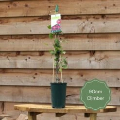 'Rosa Banksiae 'Lutea' | Rambling Rose 8 'Rosa Banksiae 'Lutea' | Rambling Rose -PlantHaven Store 90cm Climber ac979e6e 68a0 474c b646 c7bd8b2b75af