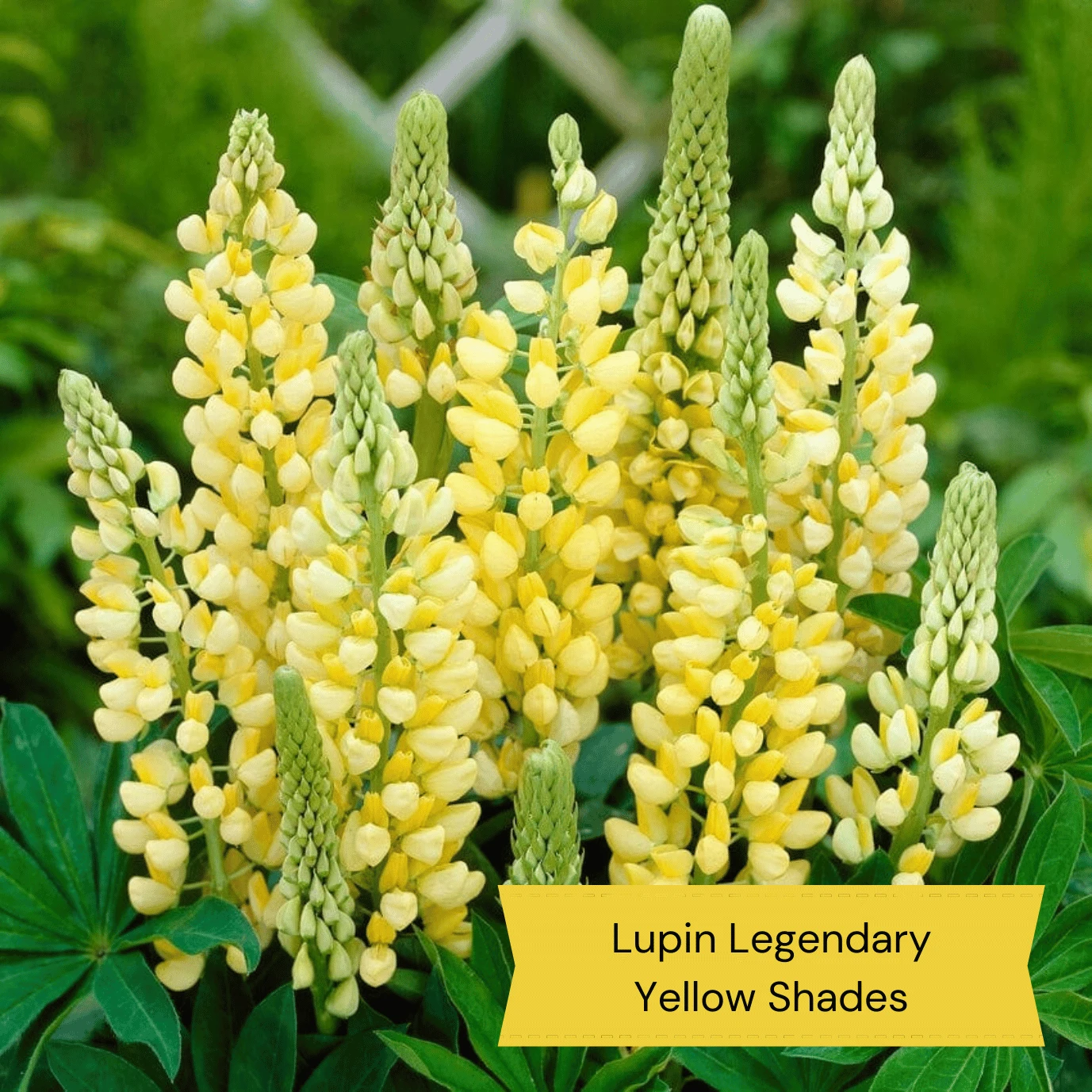 Top Tall Perennials | Plants For Height And Structure 4 Top Tall Perennials | Plants For Height And Structure - Image 4