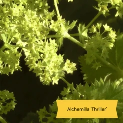 Best Ground Cover Plants | A Carpet Of Flowers -PlantHaven Store 9 8dafed11 8be0 4fd6 9703 440d32544ae9