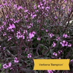 Best Tall Flowers | Perennials For Colour And Height 20 Best Tall Flowers | Perennials For Colour And Height -PlantHaven Store 9 cabc3cc2 0acc 4197 934d 61a2e42cc16d