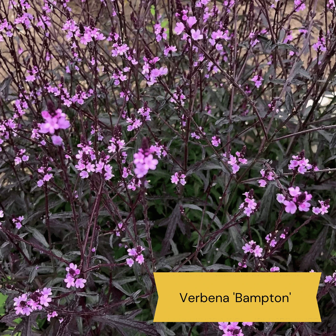 Best Tall Flowers | Perennials For Colour And Height 10 Best Tall Flowers | Perennials For Colour And Height - Image 10