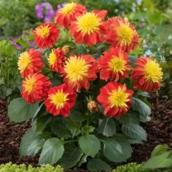 12 Annuals For Pots | The Waterloo Sunset Collection | Petunia, Dahlia & Begonia 11 12 Annuals For Pots | The Waterloo Sunset Collection | Petunia, Dahlia & Begonia -PlantHaven Store AB0024 1 1ce64d65 47d7 4560 9627 39a044dee6f1