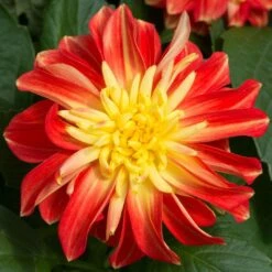 12 Annuals For Pots | The Waterloo Sunset Collection | Petunia, Dahlia & Begonia 10 12 Annuals For Pots | The Waterloo Sunset Collection | Petunia, Dahlia & Begonia -PlantHaven Store AB0024 2 a8038d7c d177 4938 afd5 9349fecdd701