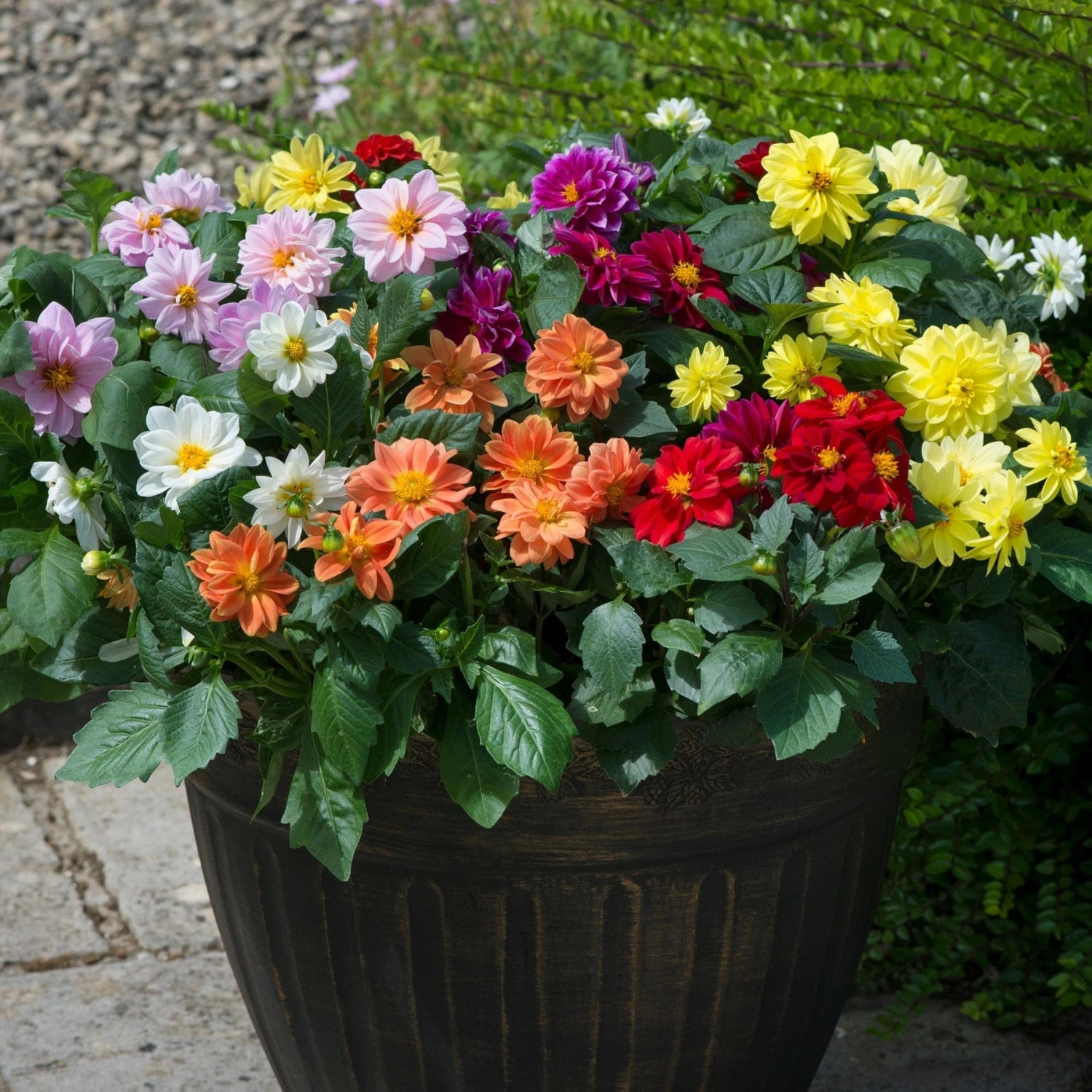 40 Mixed Dahlia 'Figaro' Plug Plants 1 40 Mixed Dahlia 'Figaro' Plug Plants