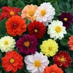 40 Mixed Dahlia 'Figaro' Plug Plants 8 40 Mixed Dahlia 'Figaro' Plug Plants -PlantHaven Store AB0101 4