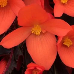 12 Annuals For Pots | The Waterloo Sunset Collection | Petunia, Dahlia & Begonia 12 12 Annuals For Pots | The Waterloo Sunset Collection | Petunia, Dahlia & Begonia -PlantHaven Store AB0109 6 81c7ee0f 866b 4002 a2a7 e017471f5e7f