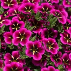 12 Annuals For Hanging Baskets | The Dark Side Of The Moon Collection | Calibrachoa, Petunia & Dahlia 11 12 Annuals For Hanging Baskets | The Dark Side Of The Moon Collection | Calibrachoa, Petunia & Dahlia -PlantHaven Store AB0111 2 54af6409 6655 47aa aaac 99becddd428e