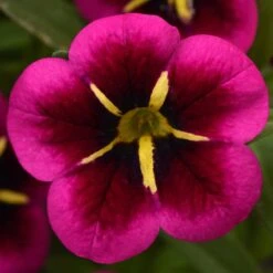 12 Annuals For Hanging Baskets | The Dark Side Of The Moon Collection | Calibrachoa, Petunia & Dahlia 10 12 Annuals For Hanging Baskets | The Dark Side Of The Moon Collection | Calibrachoa, Petunia & Dahlia -PlantHaven Store AB0111 5 e03dc071 f4fe 45b7 8763 f797d6ef1afb