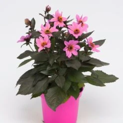 Dahlia 'Happy Days Pink' Jumbo Plug Plants -PlantHaven Store AB0116 1