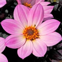 Dahlia 'Happy Days Pink' Jumbo Plug Plants -PlantHaven Store AB0116 3