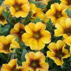 12 Annuals For Pots | The Waterloo Sunset Collection | Petunia, Dahlia & Begonia 9 12 Annuals For Pots | The Waterloo Sunset Collection | Petunia, Dahlia & Begonia -PlantHaven Store AB0135 5 d4a221e9 6679 4af5 bd27 c420f200752b