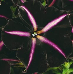 12 Annuals For Hanging Baskets | The Dark Side Of The Moon Collection | Calibrachoa, Petunia & Dahlia 12 12 Annuals For Hanging Baskets | The Dark Side Of The Moon Collection | Calibrachoa, Petunia & Dahlia -PlantHaven Store AB0137 4 cc5c2062 f44f 4f8e 985c 94b970dbd480